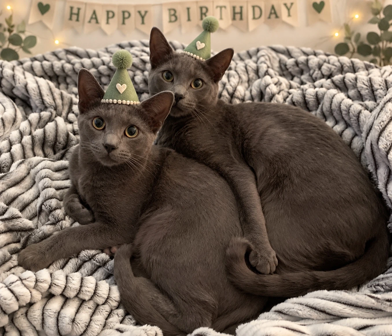 Felix and Fez cuddling in little sage green birthday hats beneath a Happy Birthday banner